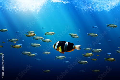 Photo: Swim against the Stream Swim against the Stream