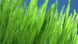 Grass