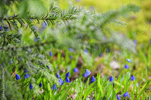 Foto: Scilla Blumen Scilla Blumen