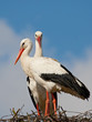 Two storks on a nest
