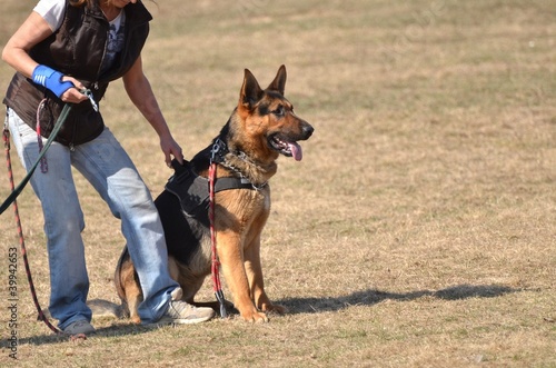 Photo: dog training dog training