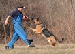 dressage du chien
