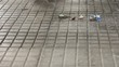 Scopa spazzatura