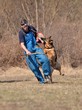 dressage du chien