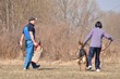 dressage du chien
