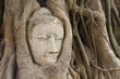Ancient Buddhism head in root of banyan tree