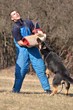dressage du chien