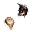 Photo: cat and dog in paper side torn hole isolated cat and dog in paper side torn hole isolated