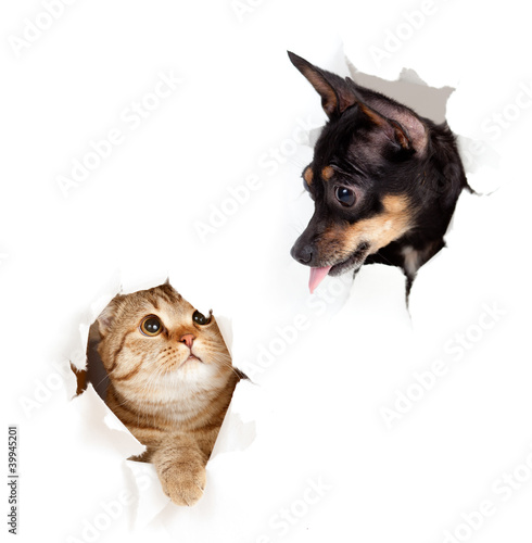 Photo: cat and dog in paper side torn hole isolated cat and dog in paper side torn hole isolated