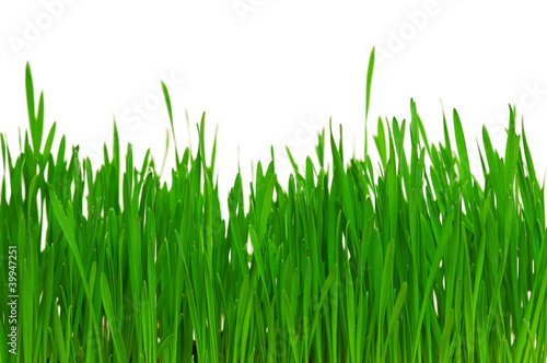 Photo: Wheat grass Wheat grass