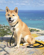 Photo: A Shiba Inu puppy in Kailua, Oahu, Hawaii. A Shiba Inu puppy in Kailua, Oahu, Hawaii.