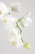 Orchid branch