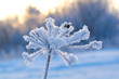 Winter landscape.Winter scene