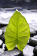 bright green leaf with water drops