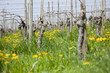 Photo: black forest vines germany freiburg black forest vines germany freiburg