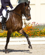 Foto: dressage horse and rider dressage horse and rider