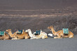 Lanzarote.Dromedaries in  Timanfaya National Park .