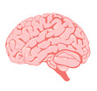 pink brain the side view