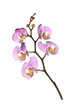 orchid