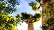 African baobabs
