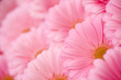 Marguerites