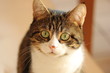 Katze neugierig und erwartungsvoll