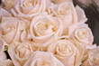 roses blanches