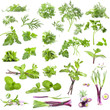 Collection parsley, mint, dill and onion on white background