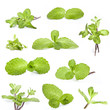 Collection of fresh mint isolated on a white background