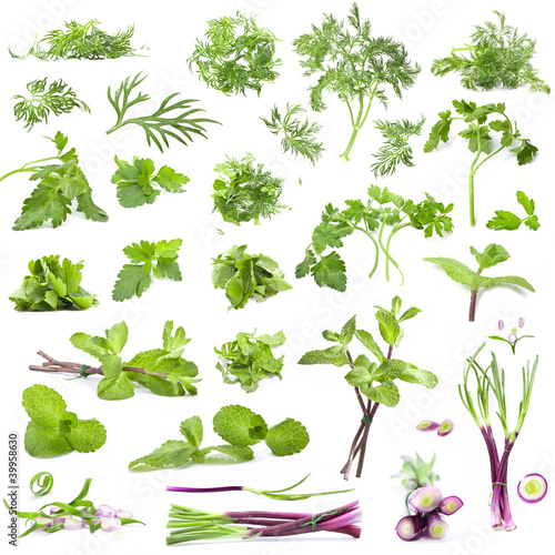 Photo: Collection parsley, mint, dill and onion on white background Collection parsley, mint, dill and onion on white background