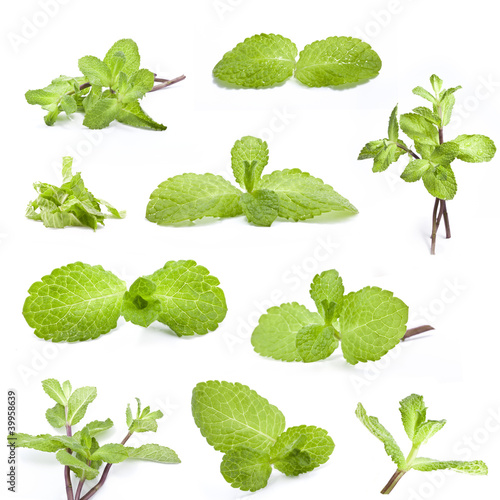 Photo: Collection of fresh mint isolated on a white background Collection of fresh mint isolated on a white background