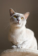 Burmese shorthair cat