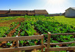 Vegetable farm