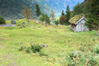 Norwegian forest landscape