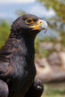 black eagle