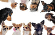 groupe de petits chiens groupe de petits chiens
