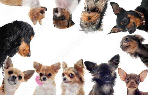 Photo: groupe de petits chiens groupe de petits chiens