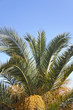 Palm