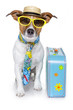 tourist dog