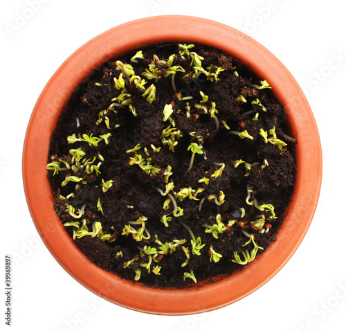 Photo: Cress in ceramic pot Cress in ceramic pot