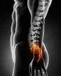 Sacral spine anatomy lateral view