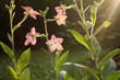 Sun lighted flowers