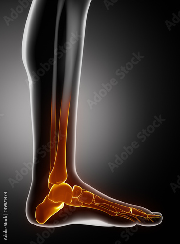 Illustration: Feet bones anatyomy with toes lateral view Feet bones anatyomy with toes lateral view