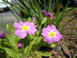 道端の花