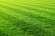 fussballrasen