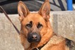 german shepherd