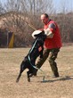 police dog