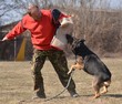 dressage du chien