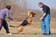 dressage du chien