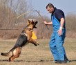 police dog